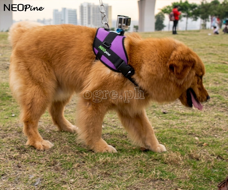 Dog Harness for