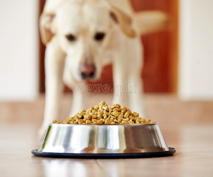PK507 Ø105x35mm Stainless Steel Dog Bowl