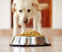 PK507 Ø105x35mm Stainless Steel Dog Bowl