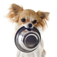 PK507 Ø105x35mm Stainless Steel Dog Bowl